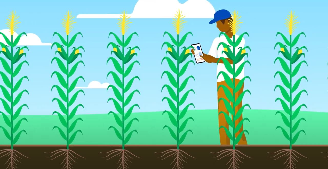 Serious Seed Protection for your corn from Lumivia