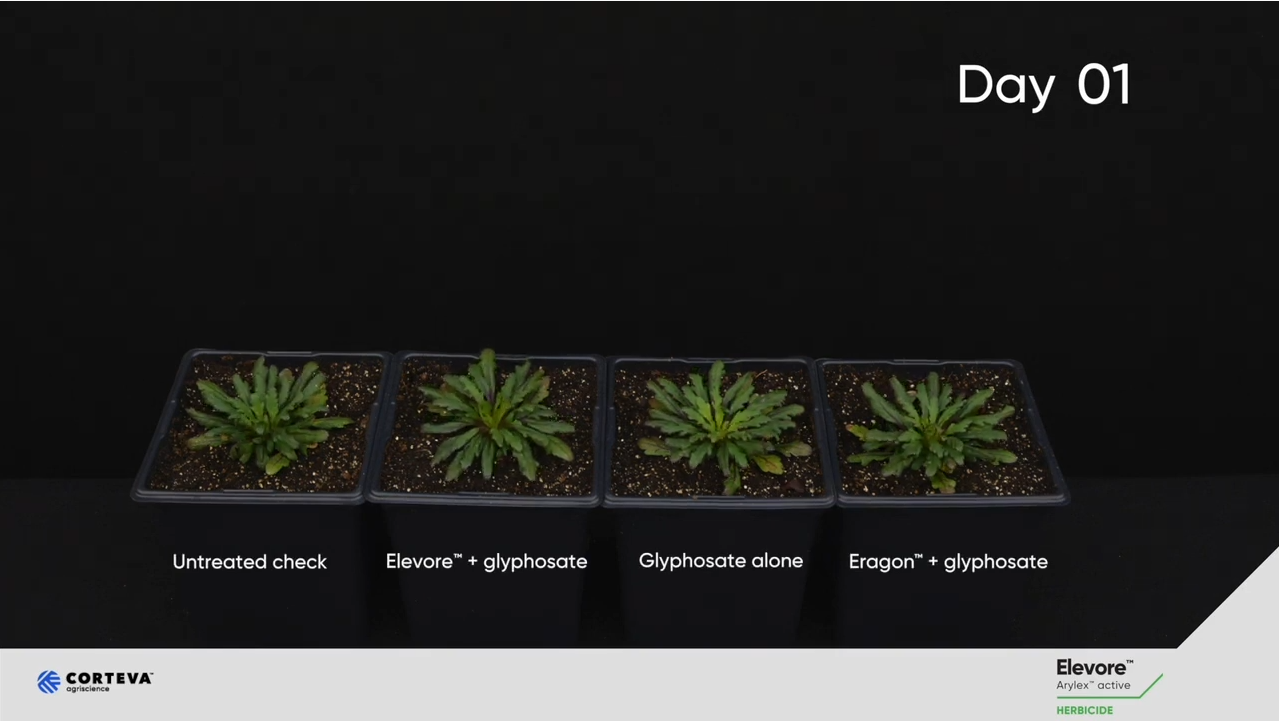 Elevore herbicide. Burndown better.
