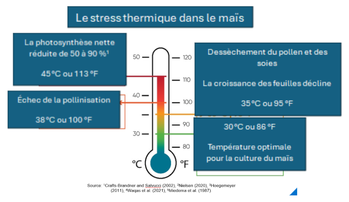 heat stress in corn indicators based on temperature