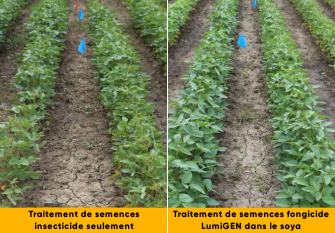 LumiGEN soybean compare image