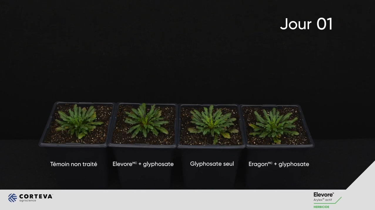 Un meilleur brûlage en présemis.