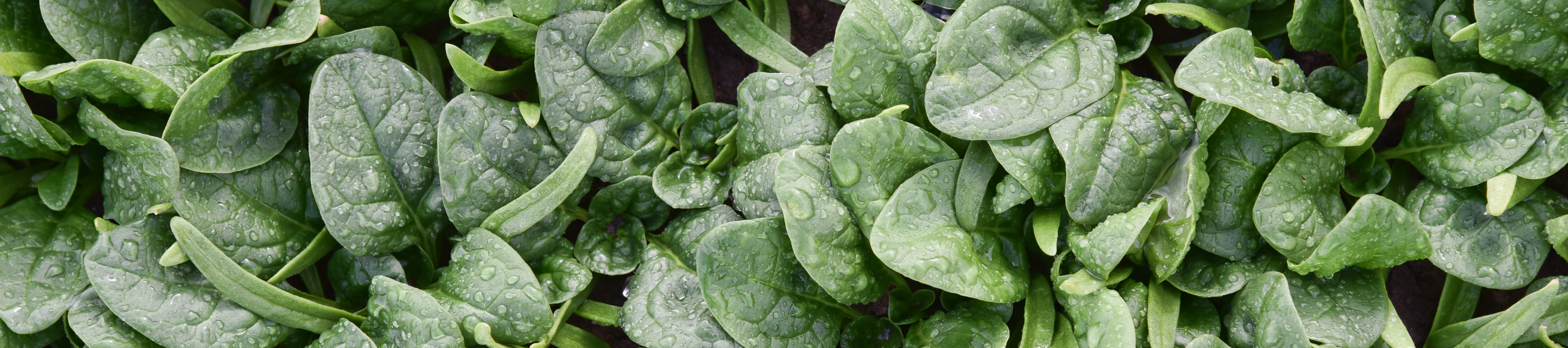 Prevent Diseases, Pests, and Weeds