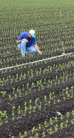 Prevent Diseases, Pests, and Weeds