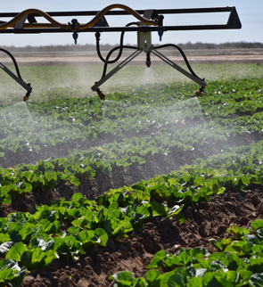 Prevent Diseases, Pests, and Weeds