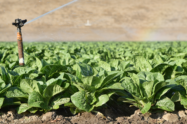 Leafy and Cole Vegetable Crop Protection