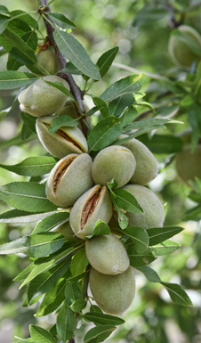 Diseased tree nut blossom