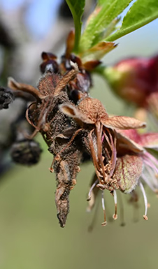 Diseased tree nut blossom