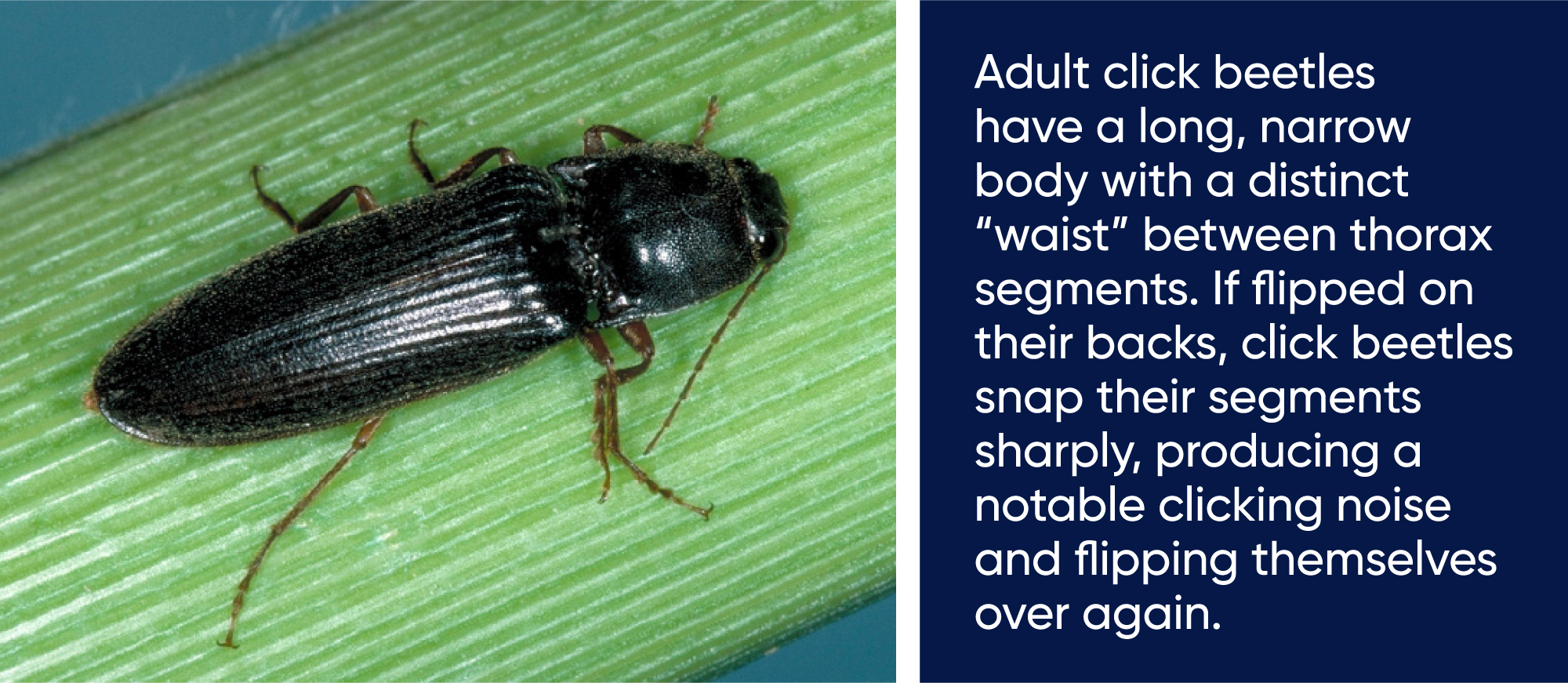 Adult click beetle