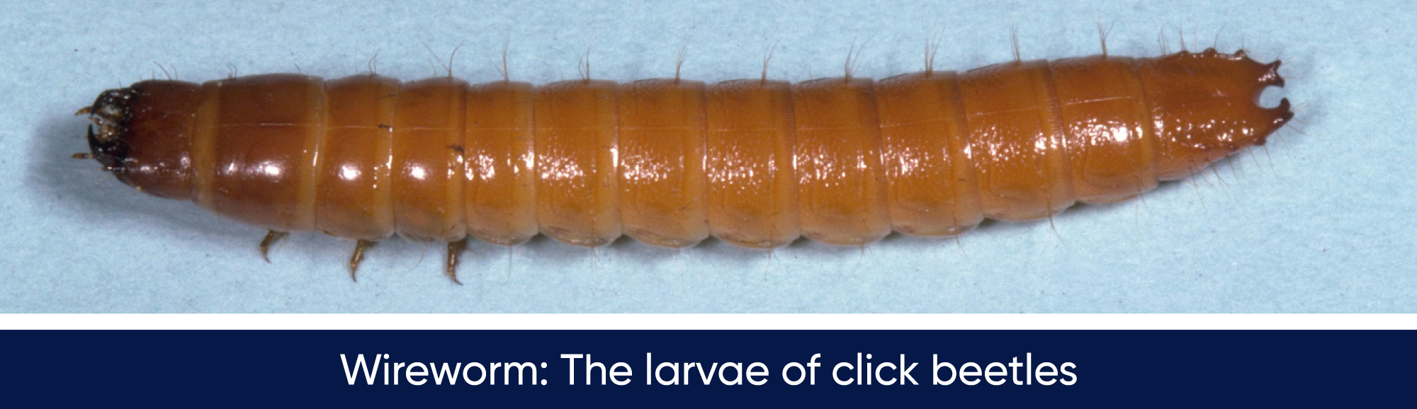 wireworm