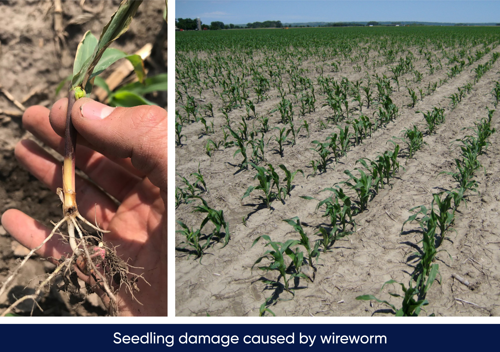 seedling damage