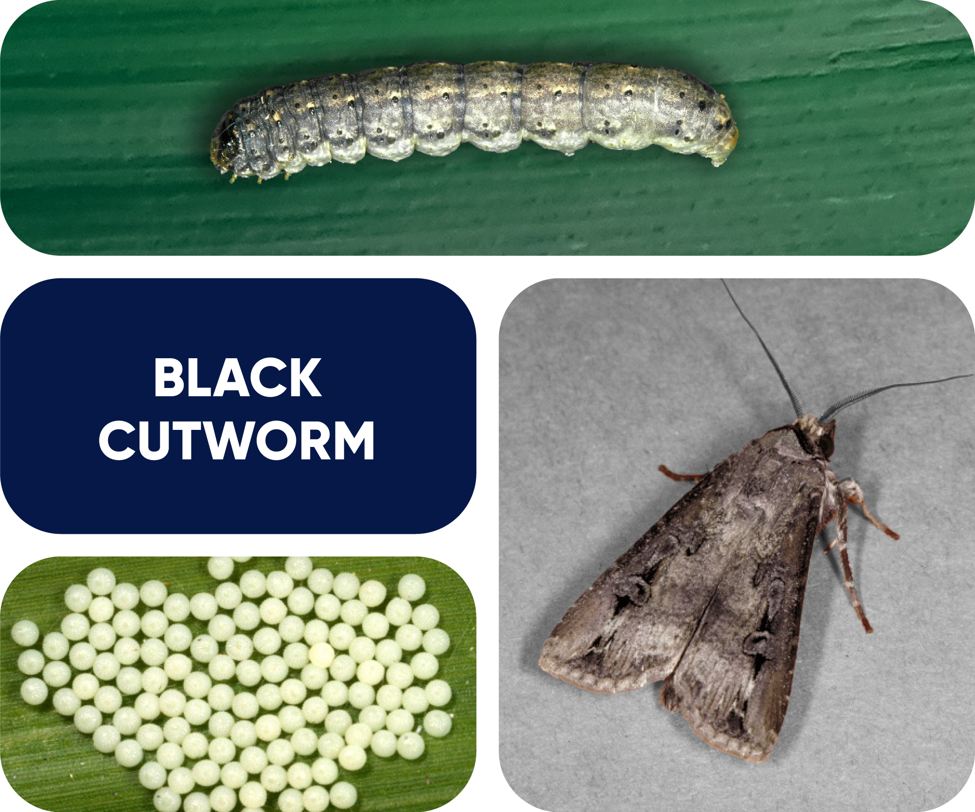 black cutworm identification graphic