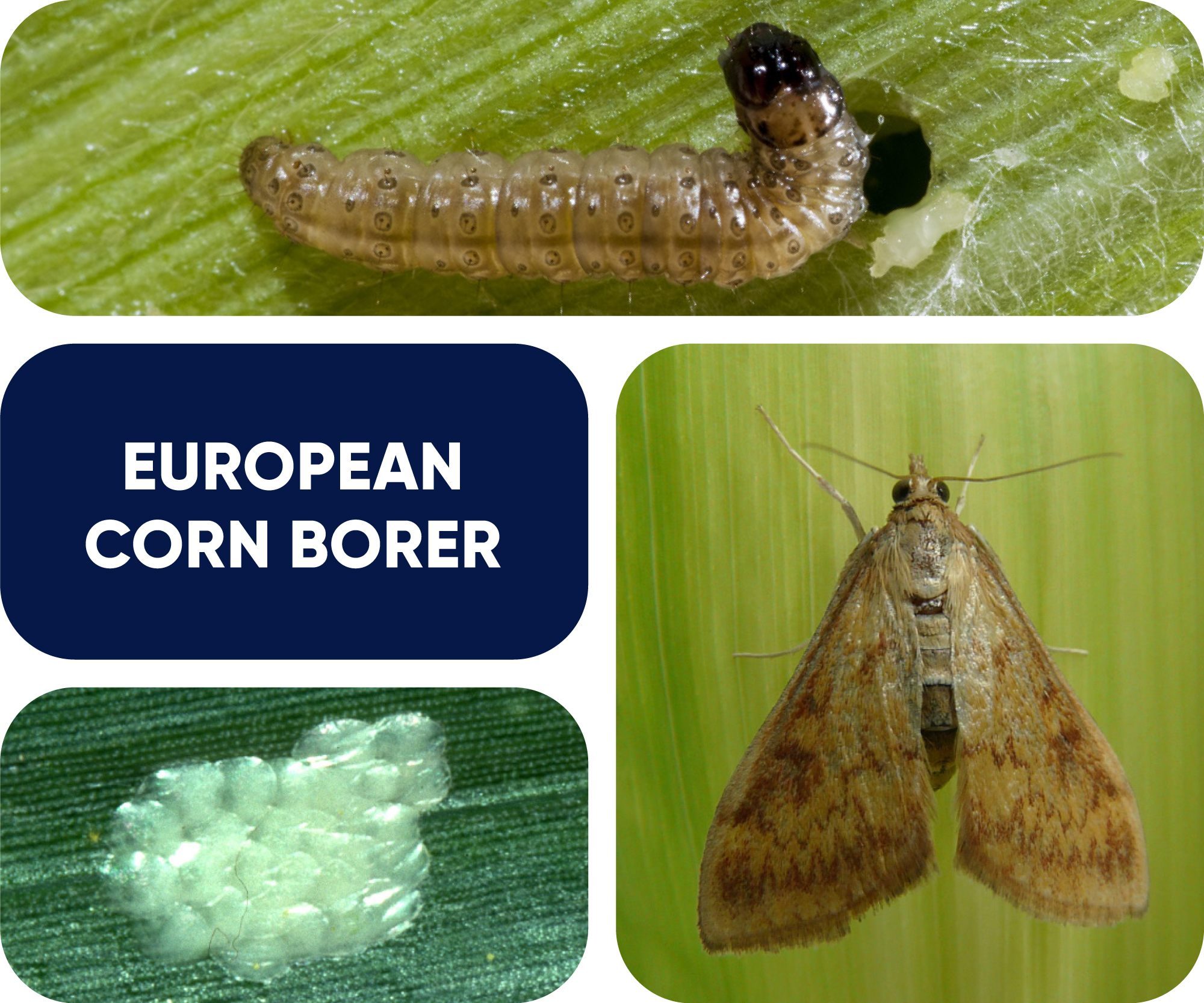 european corn borer identification graphic