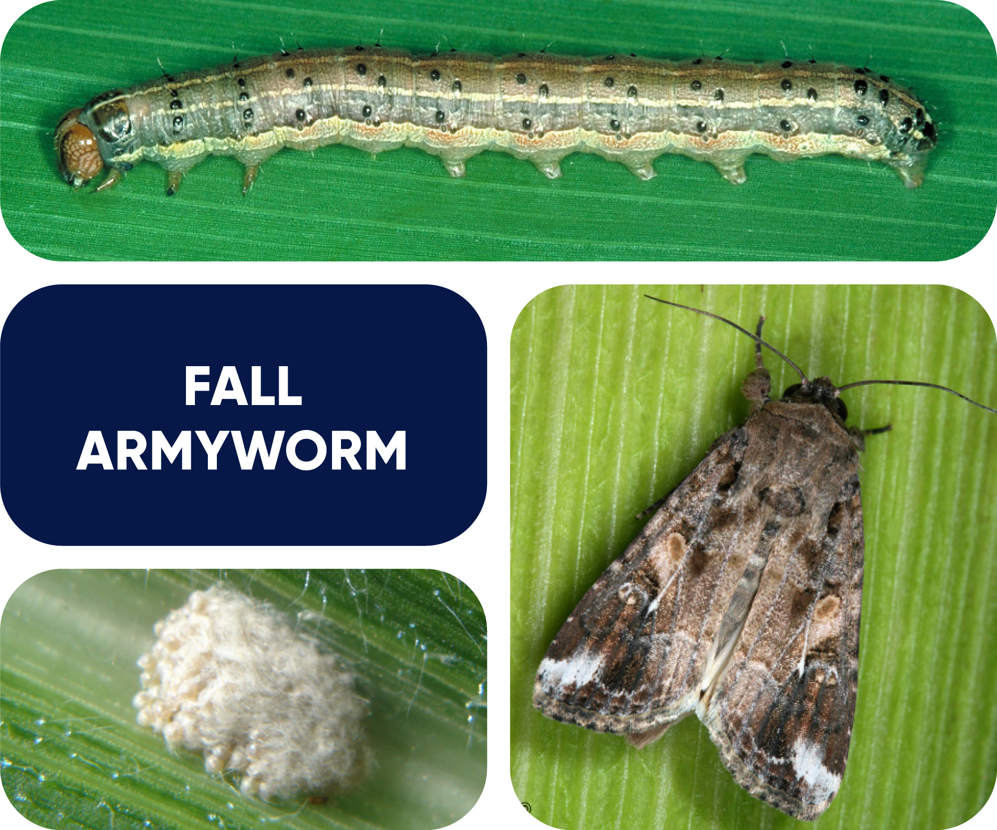 fall armyworm identification graphic