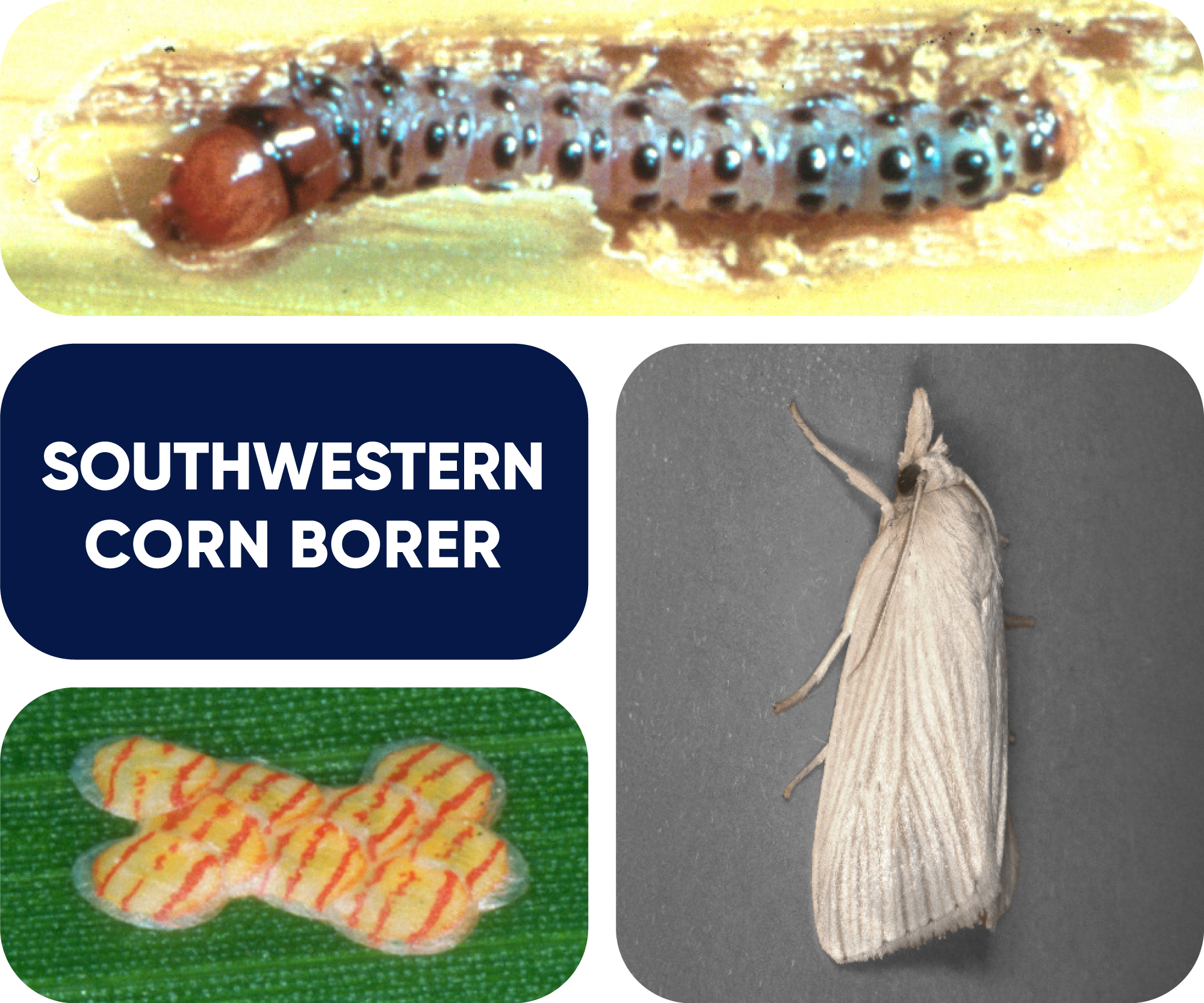 southwestern corn borer identification graphic