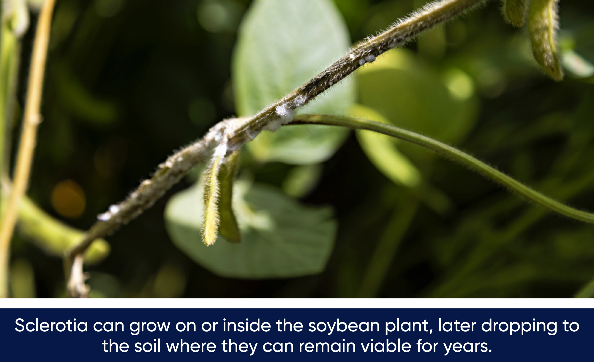 Sclerotia growing on soybean plant