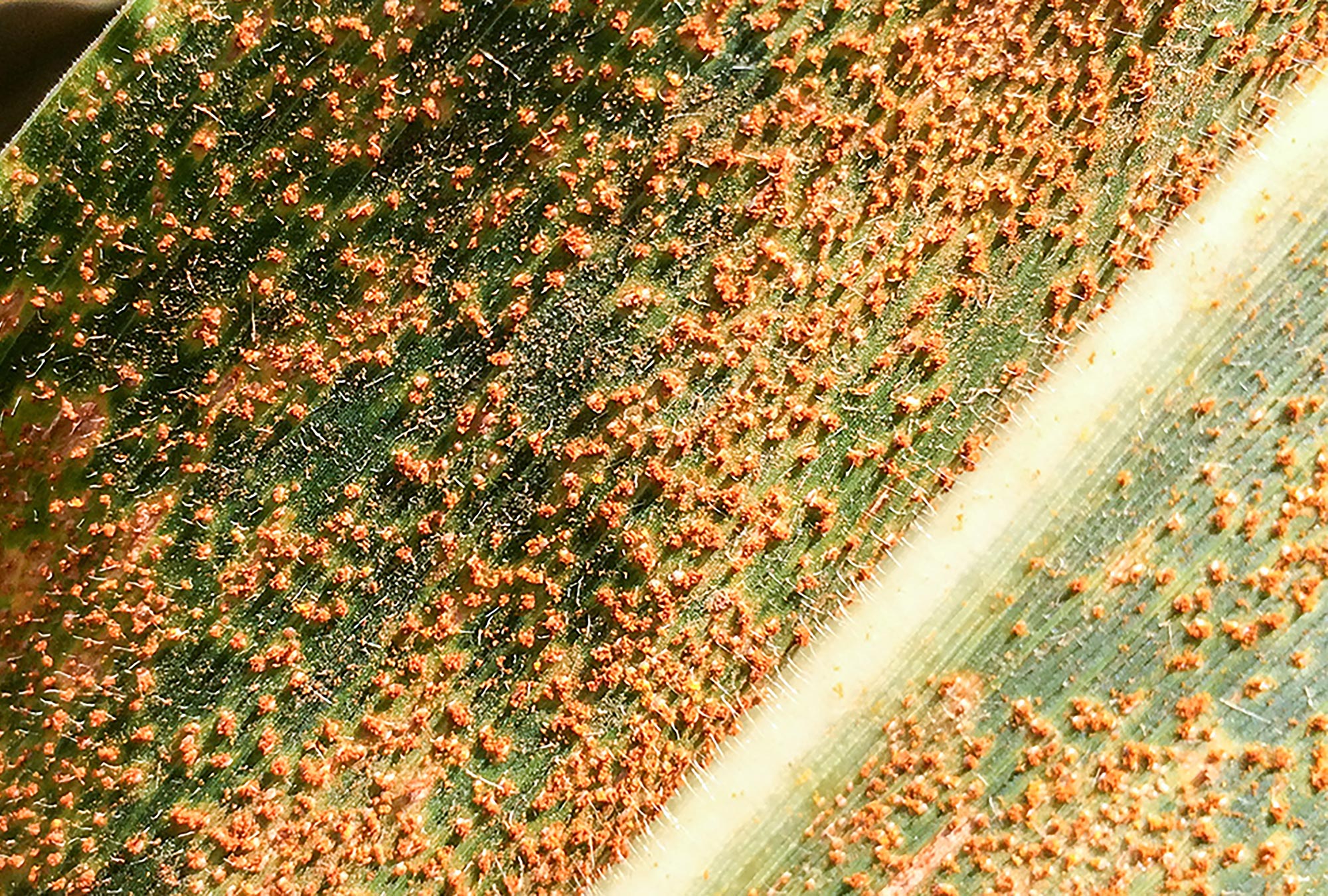 Southern rust on corn
