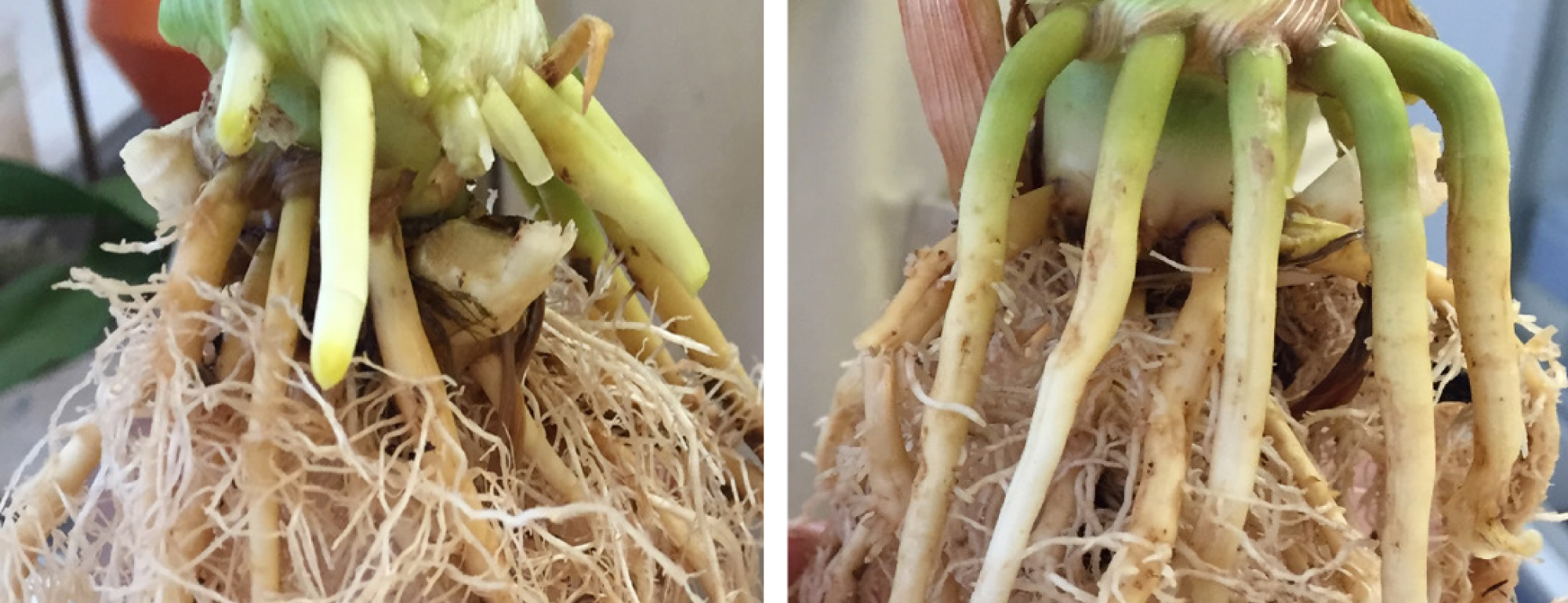 corn brace roots comparison