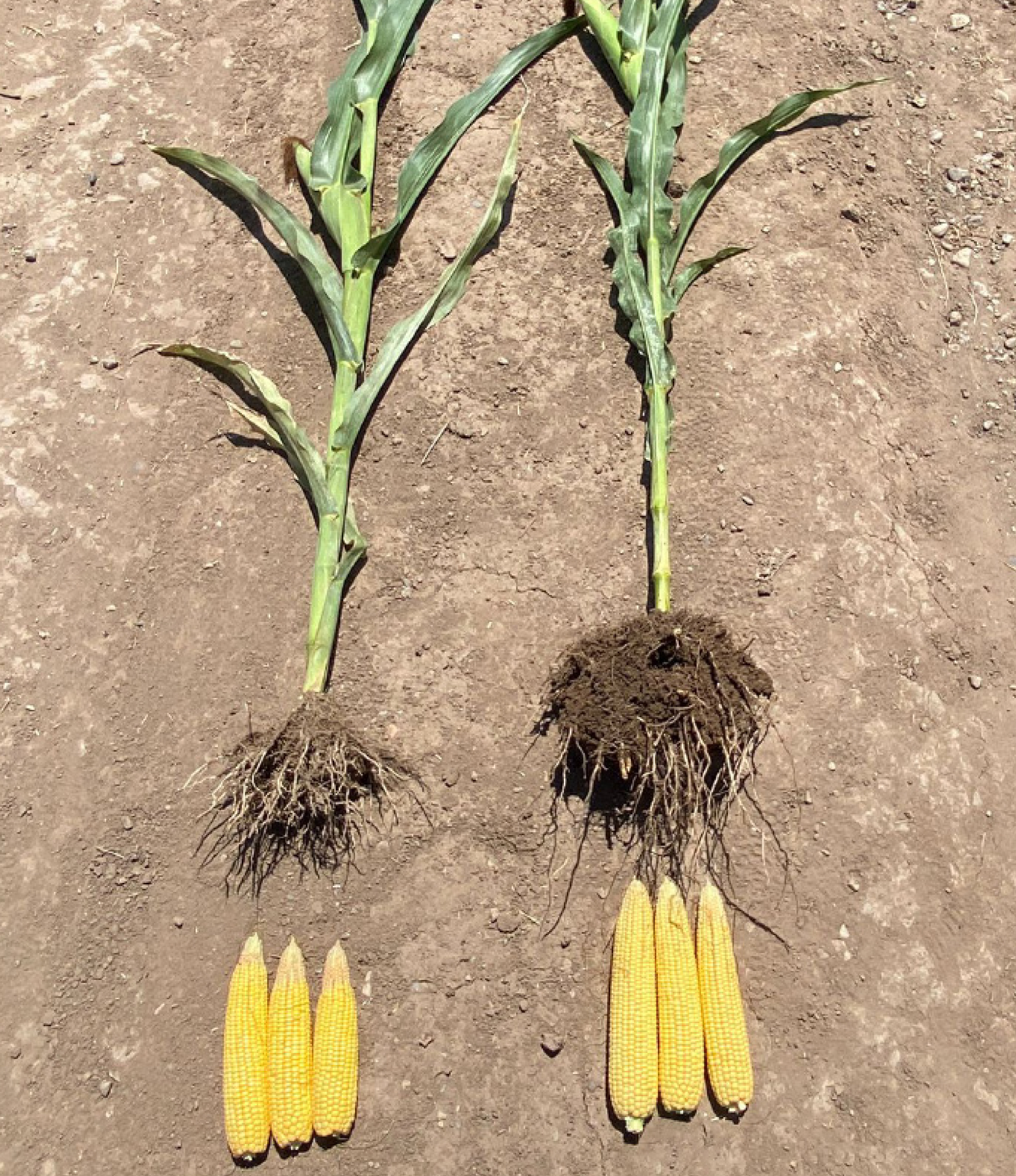 corn root comparison