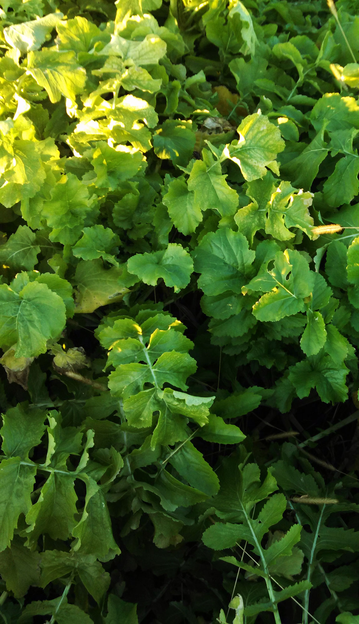 Forage Radish