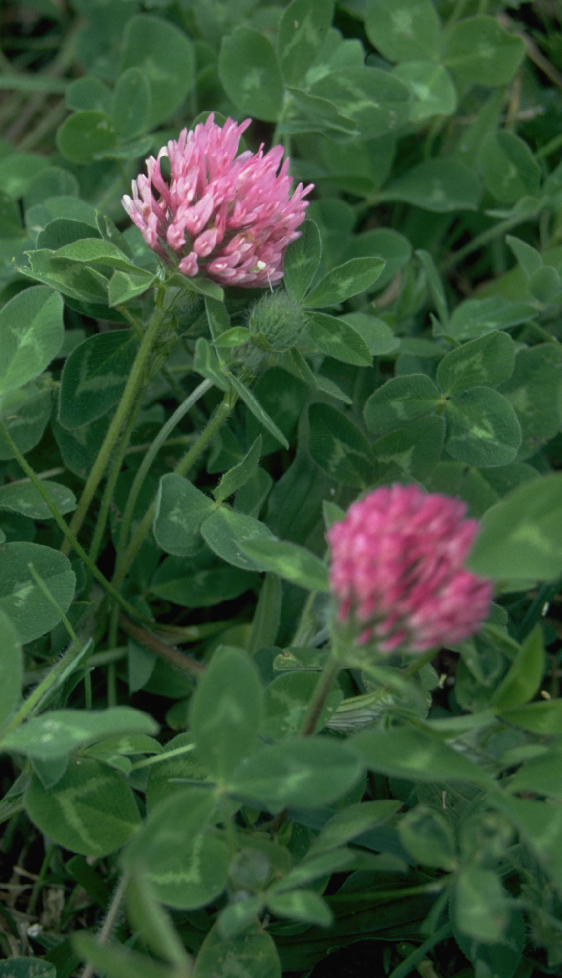 Red Clover