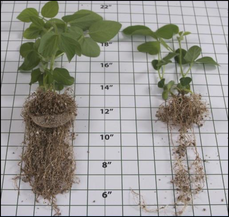 Corteva Seed Applied Technologies Resource Center | Corteva Agriscience™
