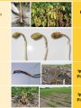Soybean Disease Listing