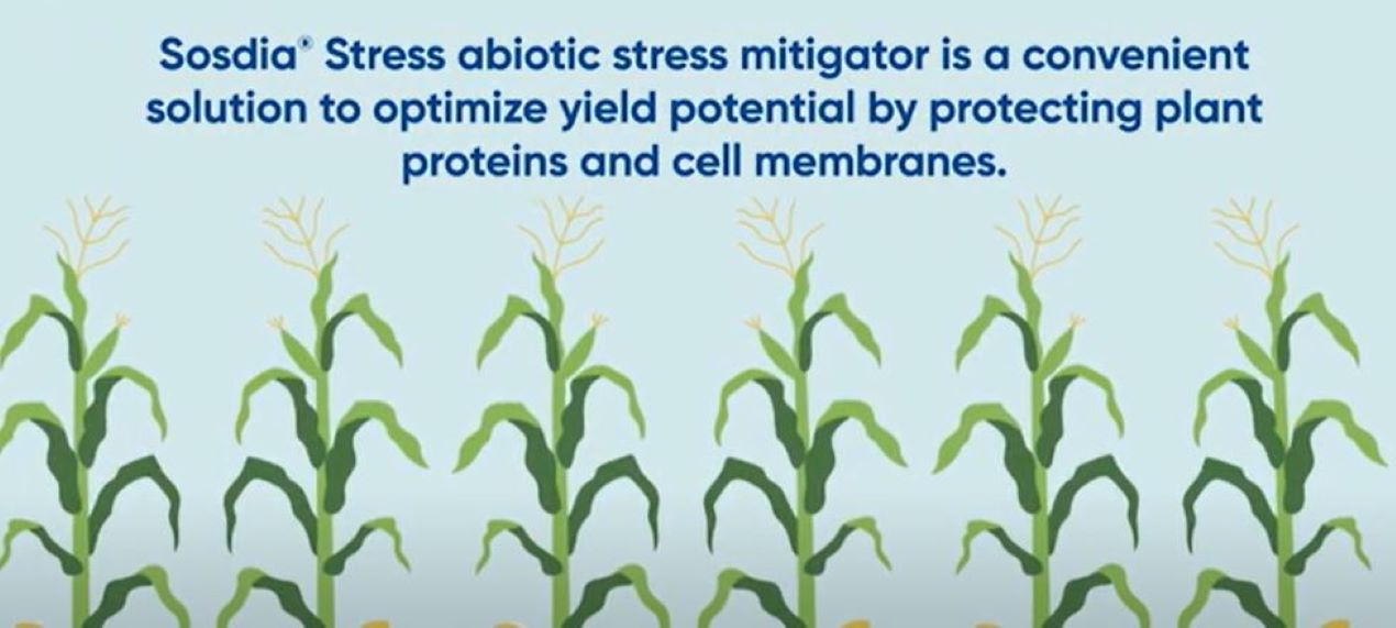 Protect Corn From Drought & Heat Stress