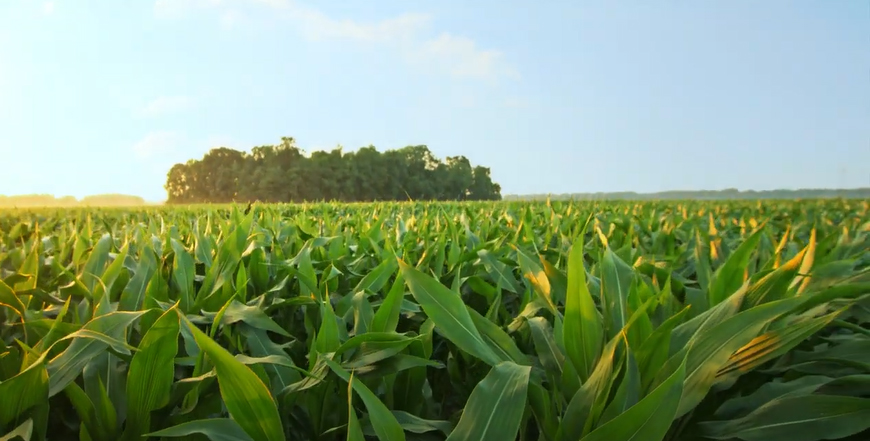 Introducing Utrisha™ N Nutrient Efficiency Optimizer