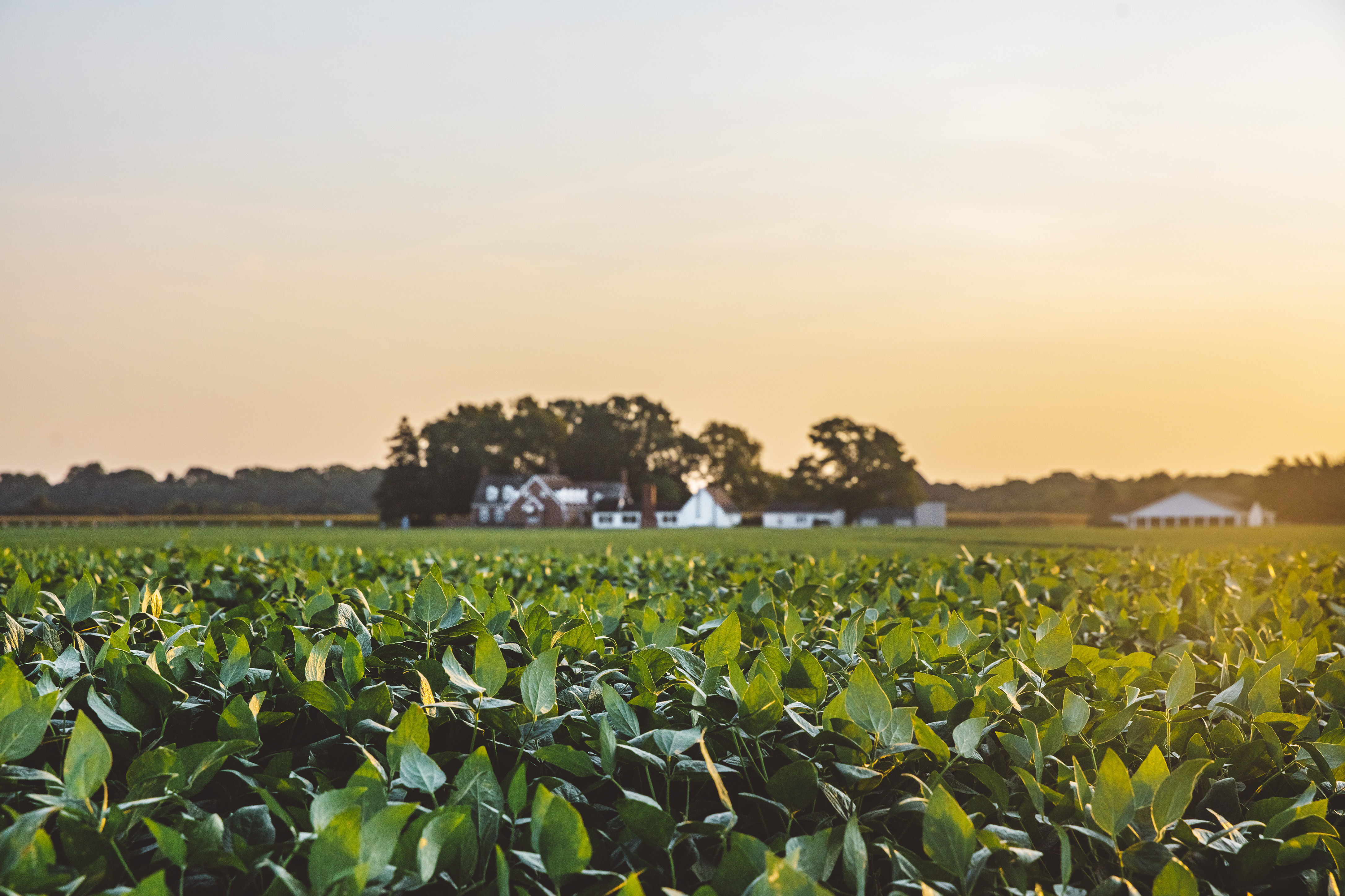 Chesapeake Farms house, sunrise, soybean field