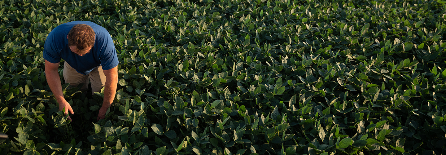 Man examining soybeans - aerial view