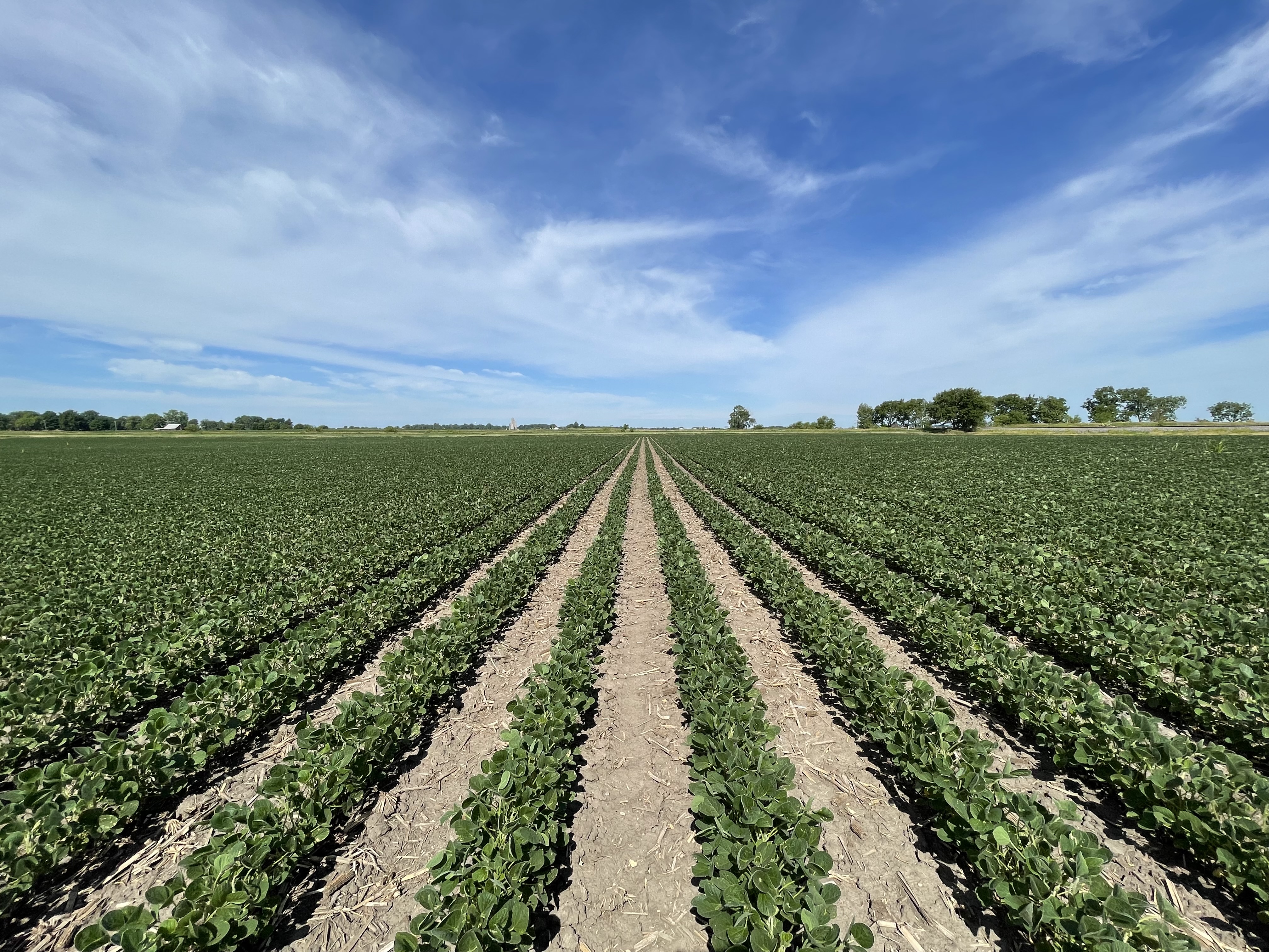 Drought stressed soybeans