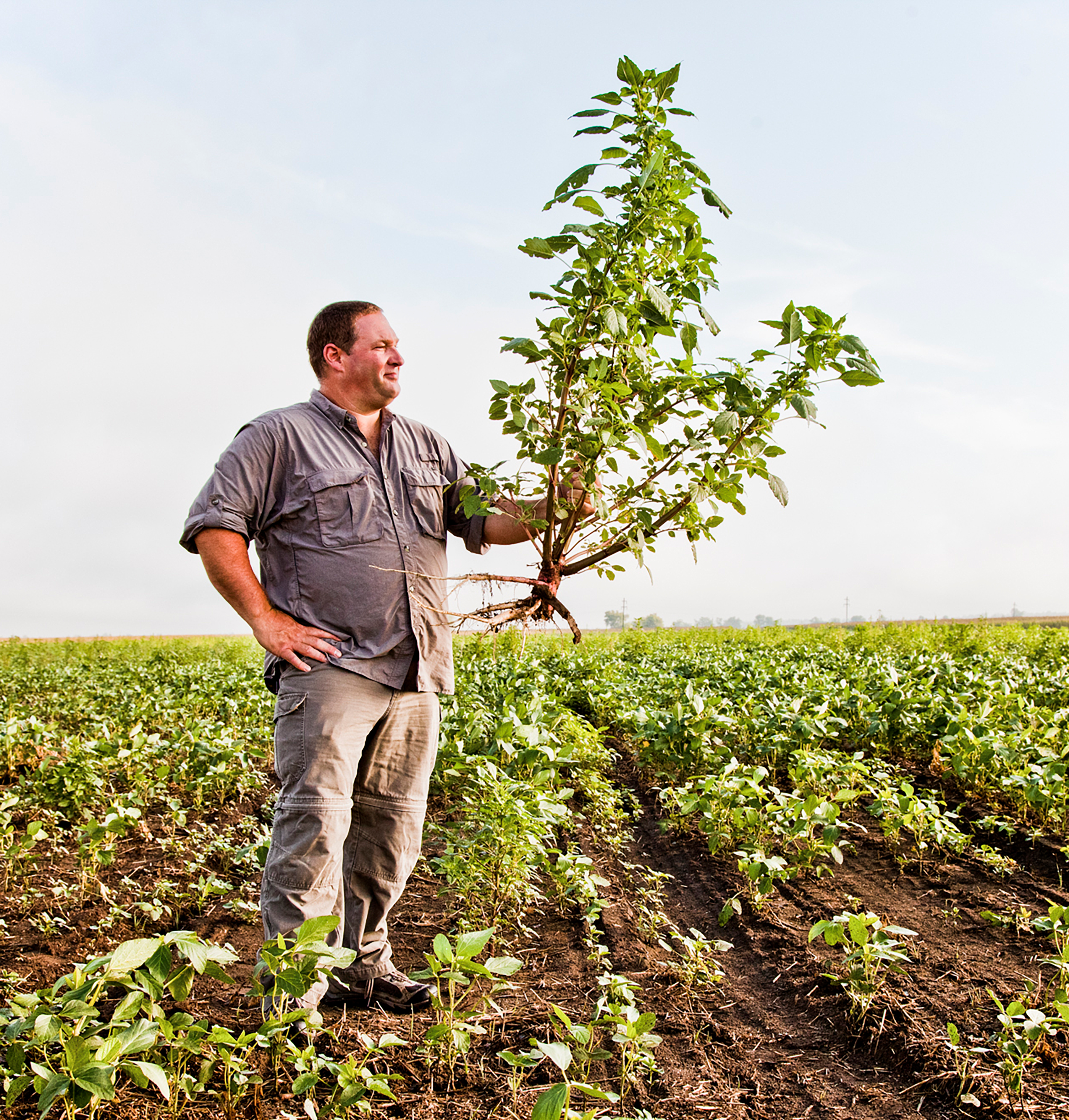 Farmer holding weed in a field