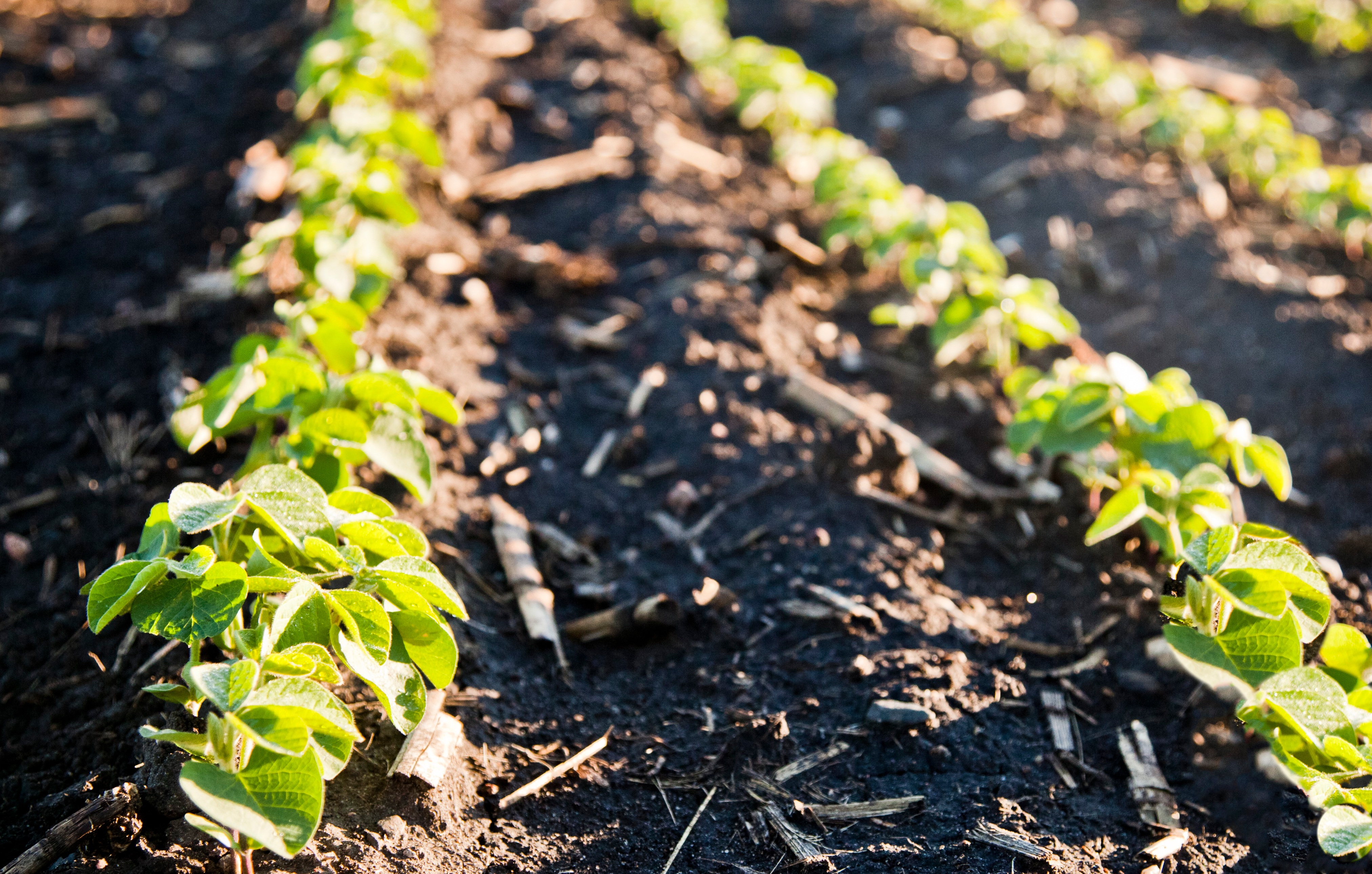 Clean soybean rows - early plant