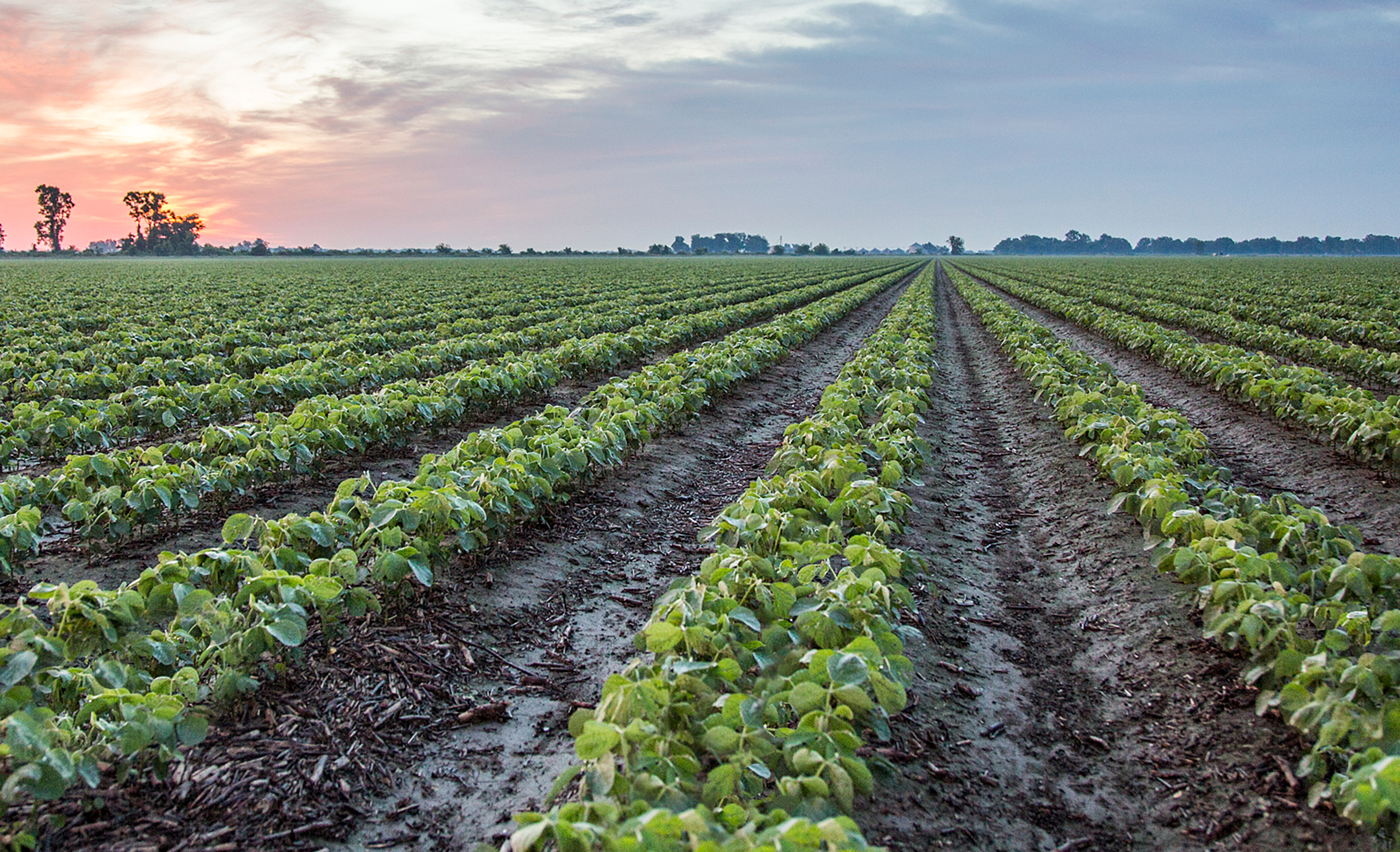 Soybean field early plant