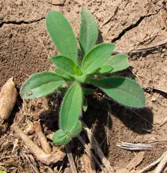 Emerging weed