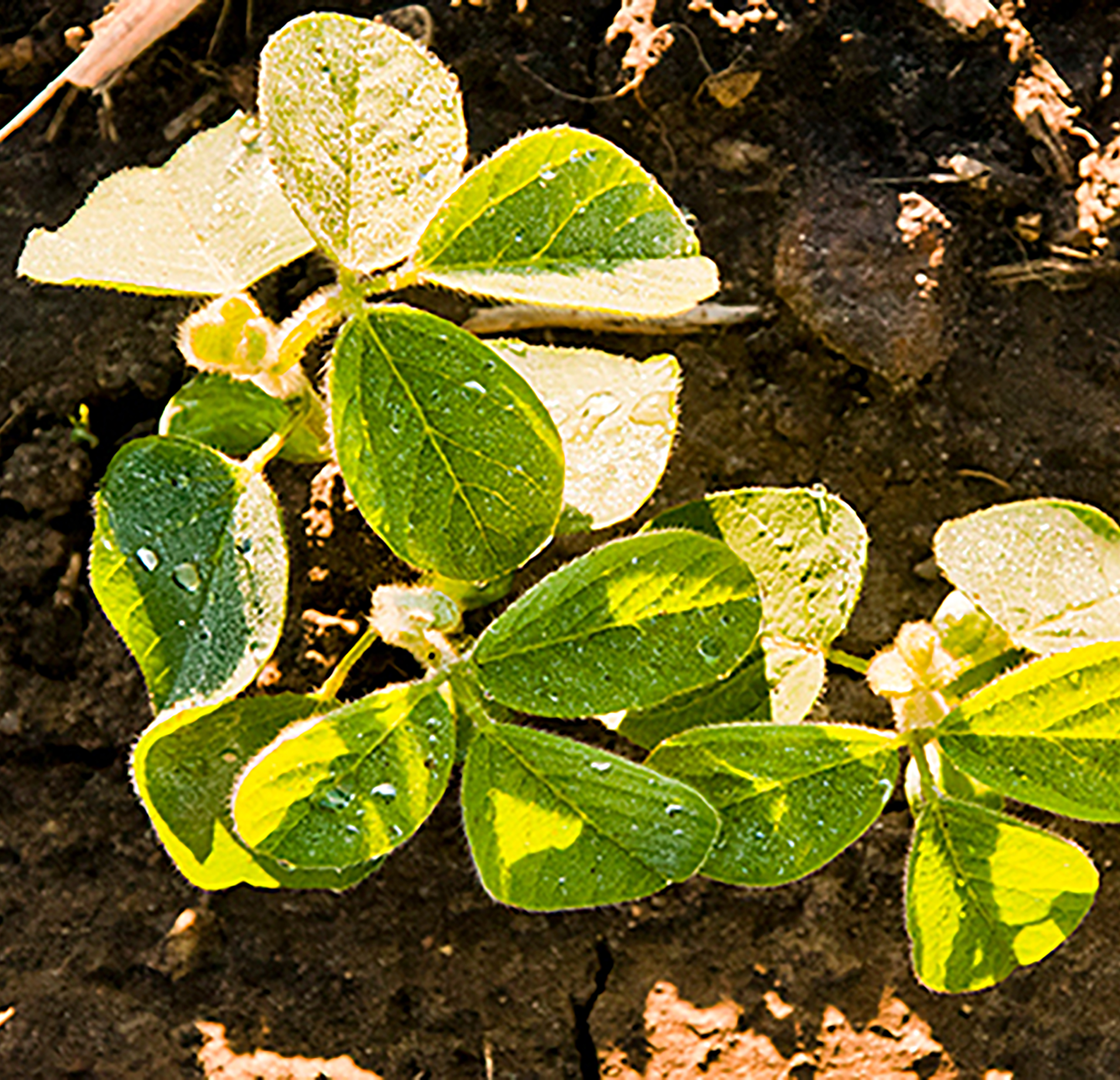 Top view early soybeans
