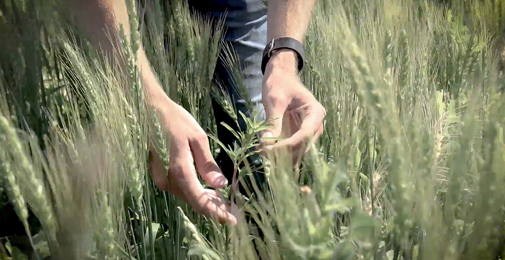 Wheat Talk with Seth Keas