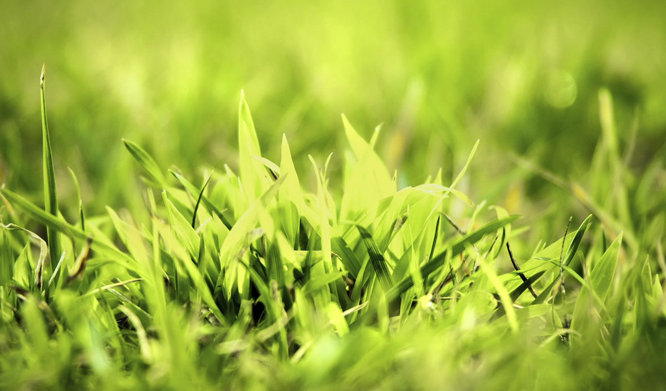 How to identify and control Crabgrass
